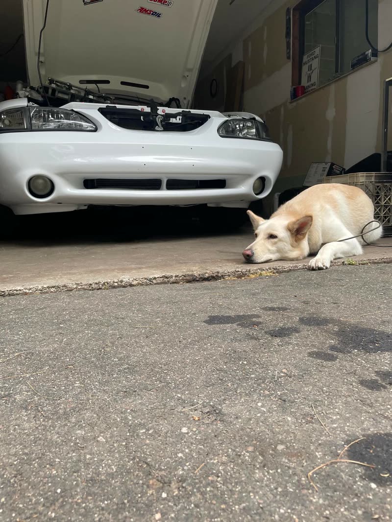 The shop dog relaxing in front of a white Mustang at the garage entrance